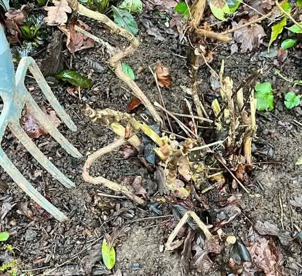 Photo of free Tree peony (Hatfield AL10) #2