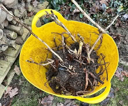 Photo of free Tree peony (Hatfield AL10) #4