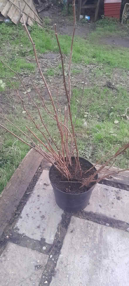 Photo of free Raspberry canes (Alresford CO7) #1