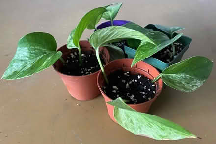Photo of free House plant cuttings (Bransholme HU7) #1