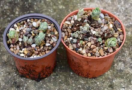 Photo of free Sedum plant (Hatfield AL10) #1