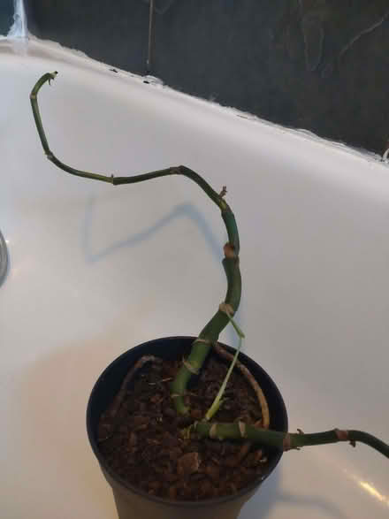 Photo of free Neglected cheese plant (Clubmoor L4) #3