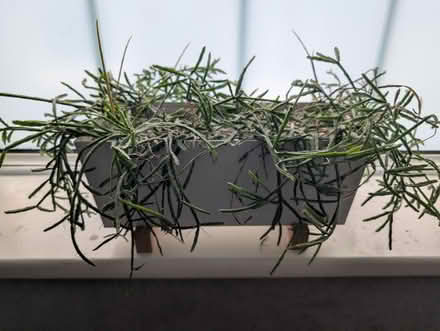 Photo of free Mistletoe cactus in IKEA planter (Fareham PO15 5) #1