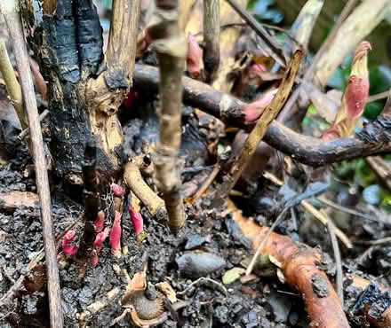 Photo of free Tree peony (Hatfield AL10) #1