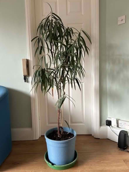 Photo of free House plant (Gedling NG4) #1