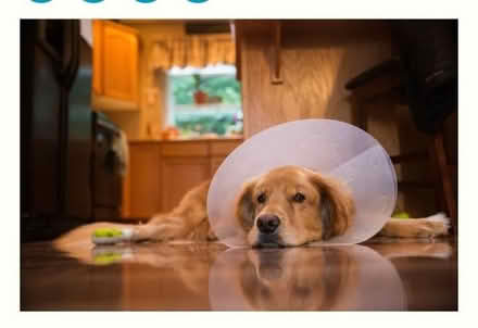 Photo of free Plastic cone for dog medium suze (Downhead Park MK15) #1
