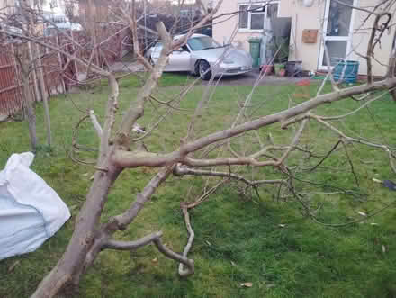 Photo of free Mature uprooted Plum tree (Sandhills OX3) #3