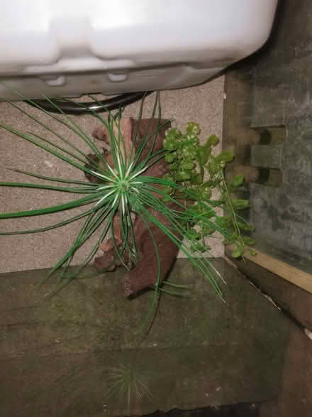 Photo of free Fishtank (Hanworth RG12) #1