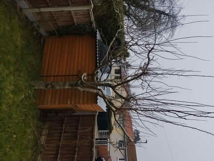 Photo of free Mature uprooted Plum tree (Sandhills OX3) #1