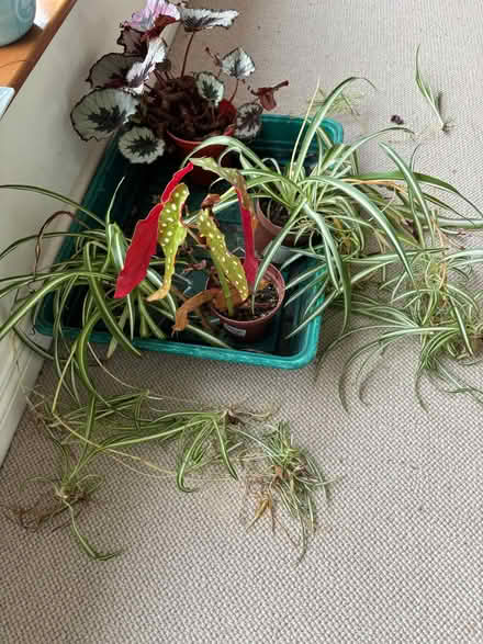 Photo of free House Plants (Corporation BT20) #1