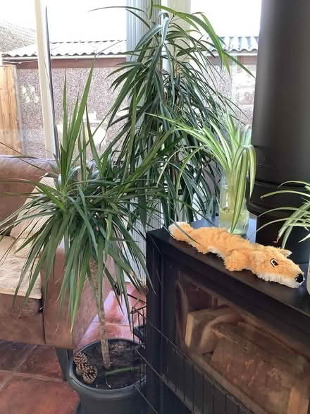 Photo of free 3 large house plants (Chaddesden Derby) #1