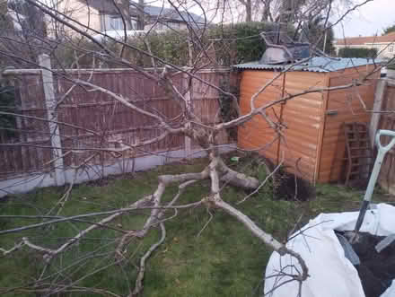 Photo of free Mature uprooted Plum tree (Sandhills OX3) #4