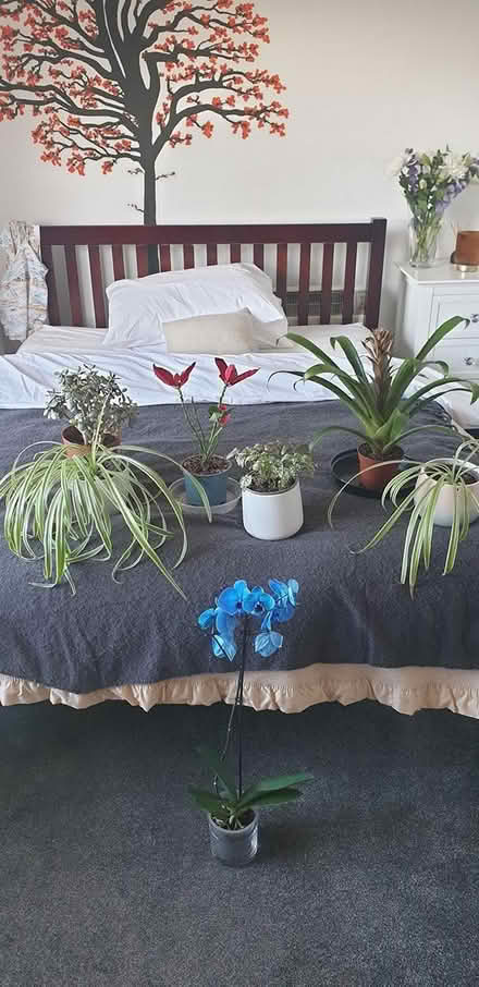 Photo of free Small collection of plants (CM15) #1