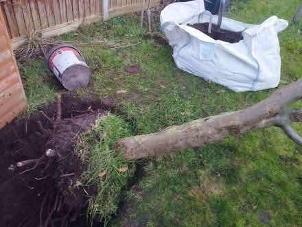 Photo of free Mature uprooted Plum tree (Sandhills OX3) #2
