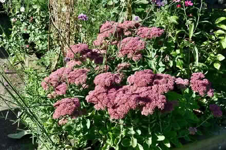 Photo of free Sedum plant (Hatfield AL10) #3
