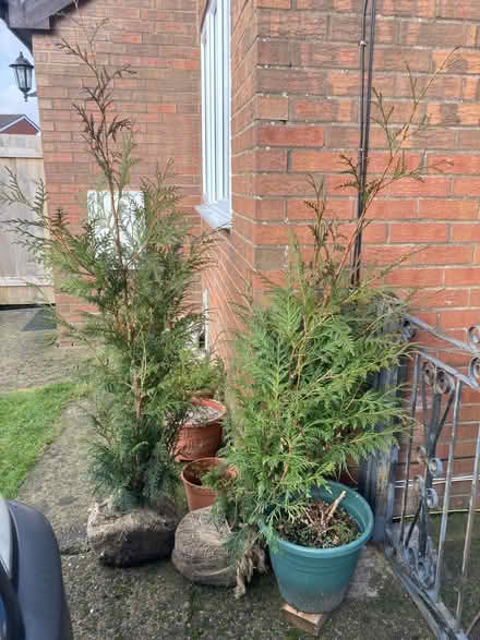 Photo of free 2 shrub trees (Ifton Heath SY11) #1