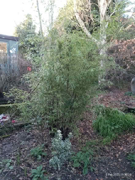 Photo of free Black Stem Bamboo (Round Hill BN2) #1
