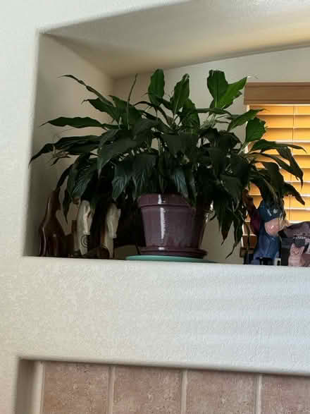 Photo of free Peace lily (9th and Pace) #1
