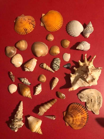 Photo of free some pretty sea shells (Malvern Link WR14) #1