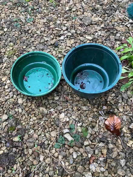 Photo of free 2x plastic hanging baskets (Brightwell OX10) #1