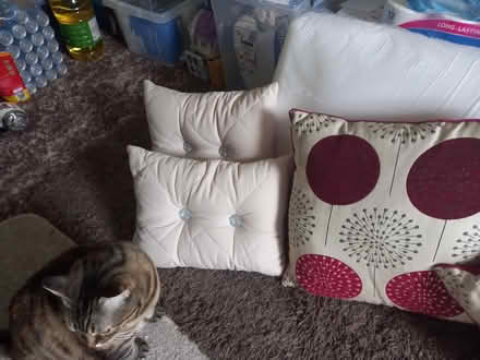 Photo of free Cushions (CT6) #4