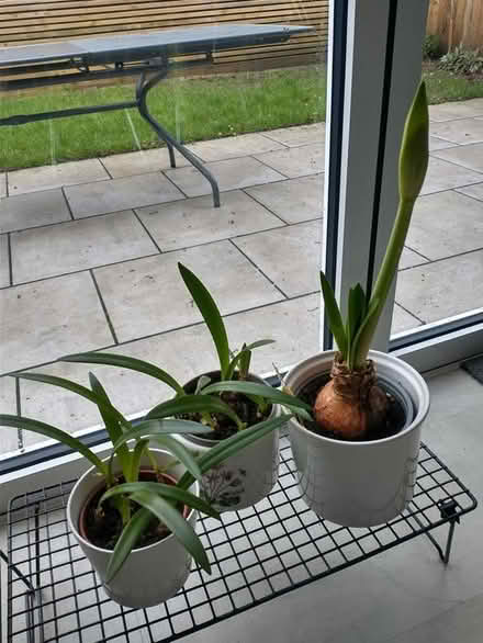 Photo of free Amaryllis Pups - Variety 'Dancing Queen' (Caversham Heights RG4) #1