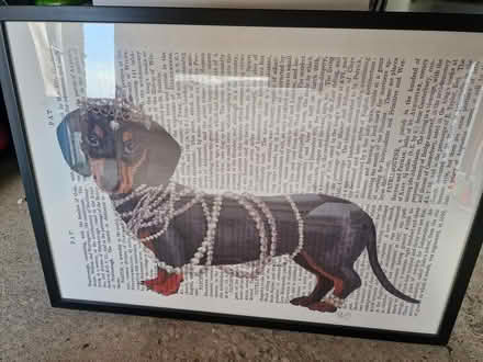 Photo of free Dachshund Picture From The Range (Wakefield WF12RY) #3