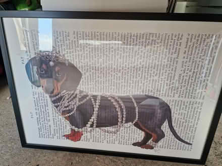 Photo of free Dachshund Picture From The Range (Wakefield WF12RY) #1