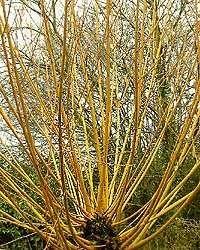 Photo of Willow (Penrith CA11) #1