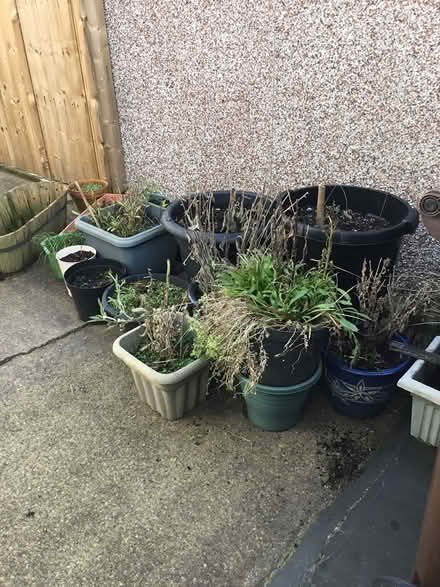 Photo of free Garden pots (Chaddesden Derby) #2