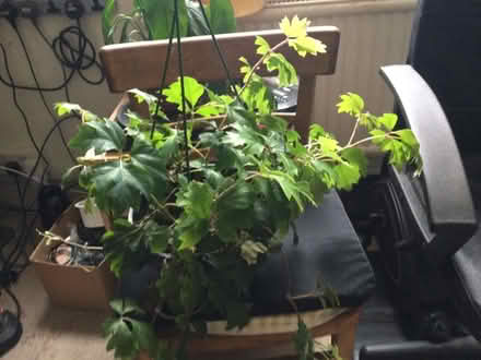 Photo of free Trailing Ivy Houseplant (Walker NE6) #1