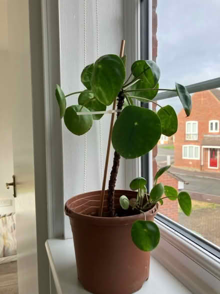 Photo of free Money plant (OX11) #1