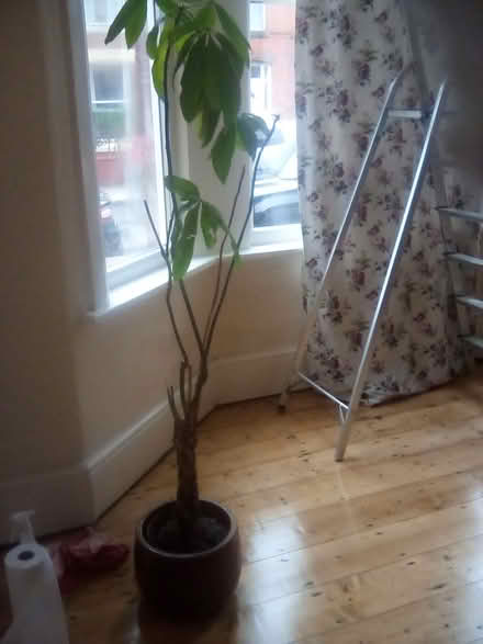 Photo of free Plant (Wallasey) #1