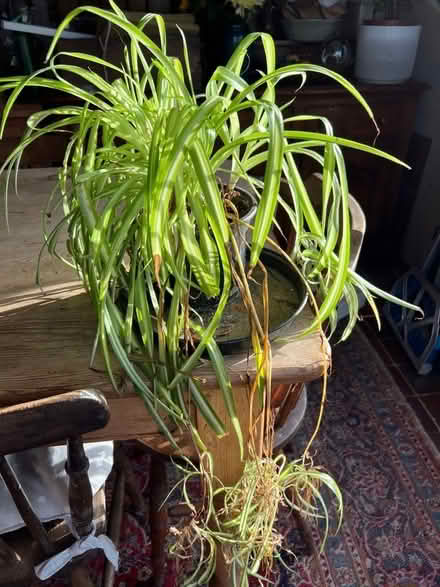 Photo of free Spider plant (Hastings TN35) #1