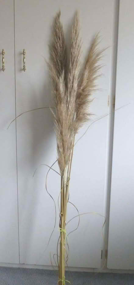 Photo of free Pampas Grass Stems (Littleover DE23) #1