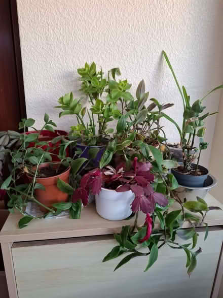 Photo of free Houseplants (CT9) #1