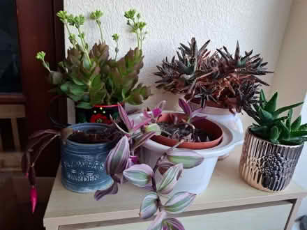 Photo of free Houseplants (CT9) #1