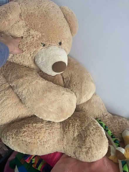 Photo of free Giant teddy (CR2 South Croydon) #1