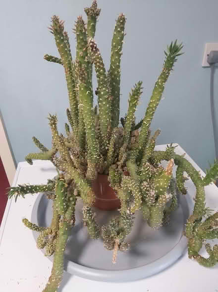 Photo of free Large cactus (Woolton L25) #1
