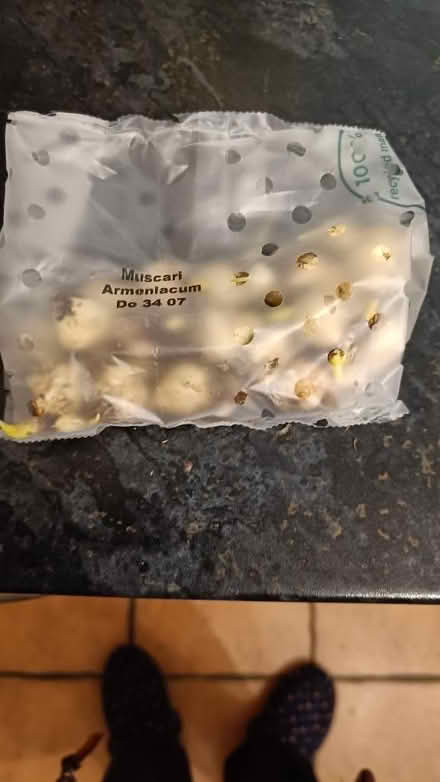 Photo of free Muscari bulbs (Woodside TF7) #1