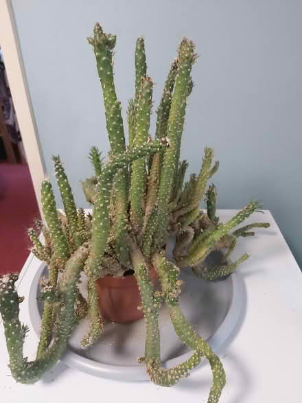 Photo of free Large cactus (Woolton L25) #3