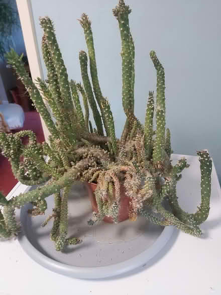 Photo of free Large cactus (Woolton L25) #2