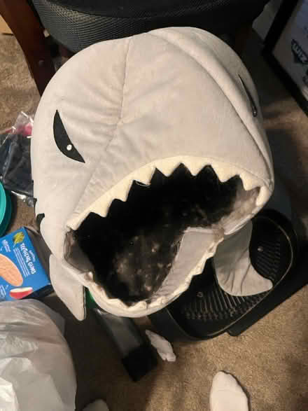 Photo of free Cat Toys (Columbia Heights) #2