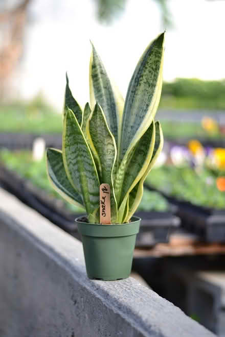 Photo of Snake Plant with Yellow Edge (Mavis Rd/The Queensway.) #1