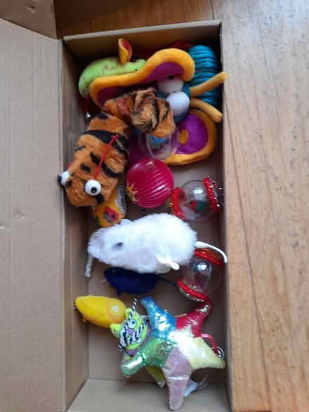 Photo of free Mixed Cat toys (Kingsway) #1