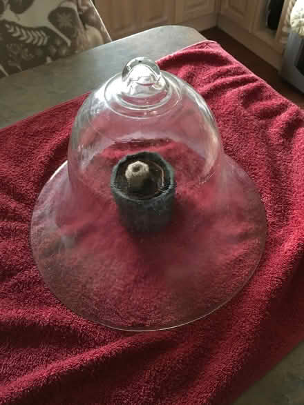 Photo of free Glass bell shaped cloche (Hailsham BN27) #1