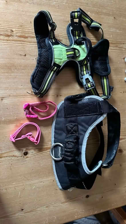 Photo of free Harnesses & cat collars (Weston super mare) #1