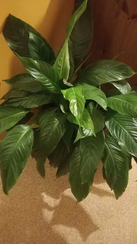 Photo of free Peace Lily plant (Curbridge OX29) #1