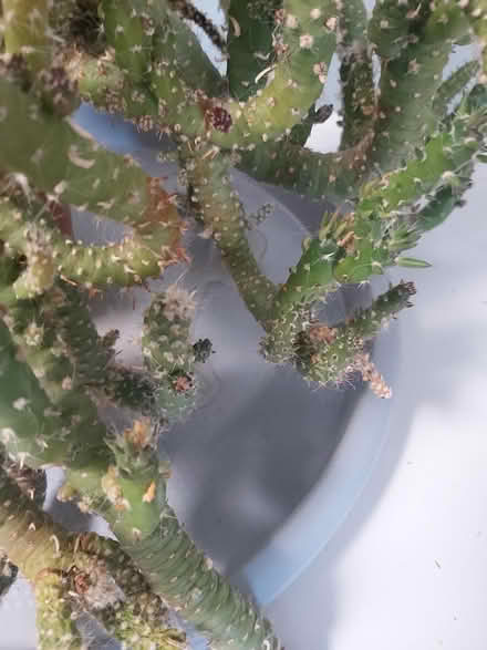 Photo of free Large cactus (Woolton L25) #4