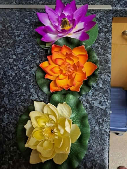 Photo of free Flowting pond lilies. (West Croydon CR0) #1